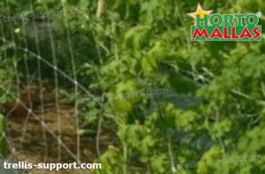 trellis net used in cropfield for plant support