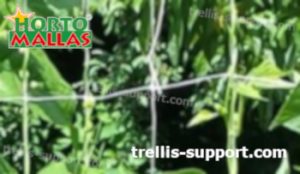 hortomallas support net used in garden