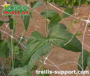 double wall made with trellis net in plants