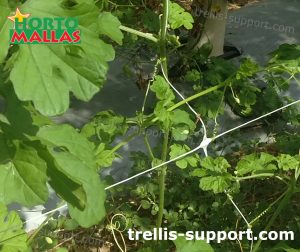 garden crops using trellis support net