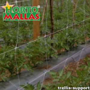 Trellis support installed in field of crops