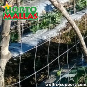 Trellis support installed in field of crops