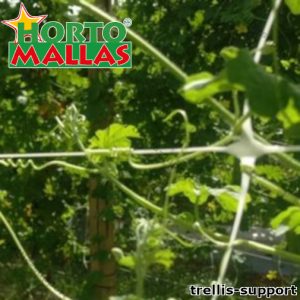 Trellis for squash