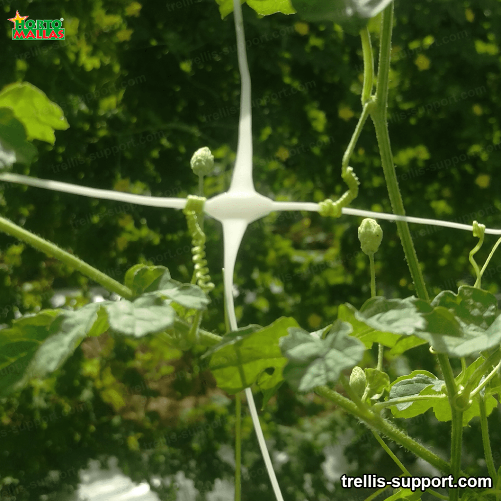  climbing plants