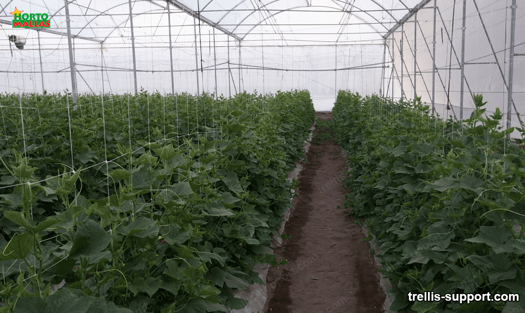 climbing netting for crops 